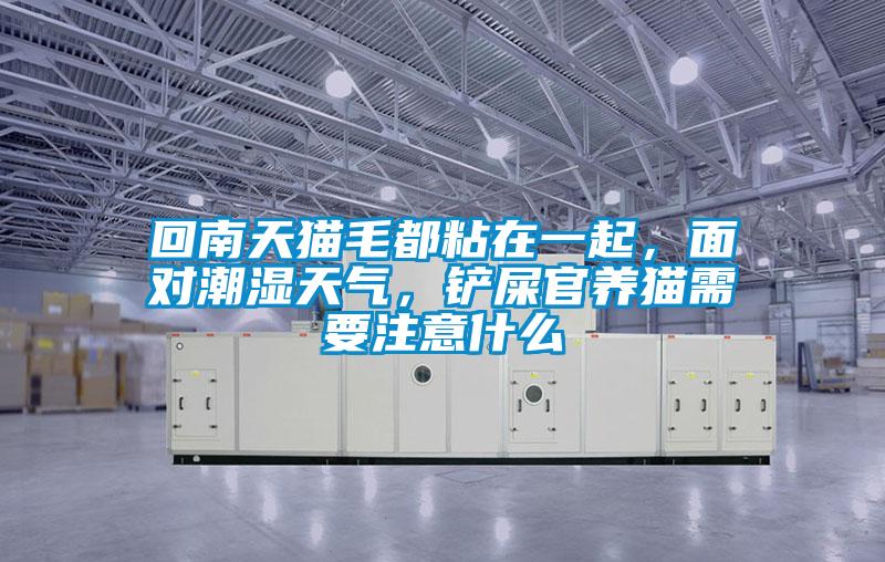 回南天貓毛都粘在一起，面對潮濕天氣，鏟屎官養(yǎng)貓需要注意什么