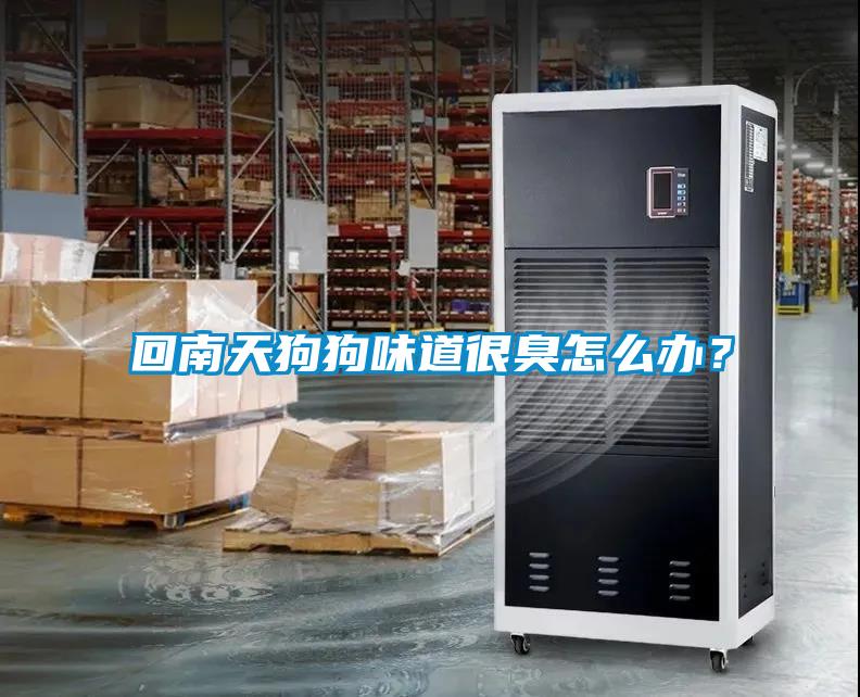 回南天狗狗味道很臭怎么辦？