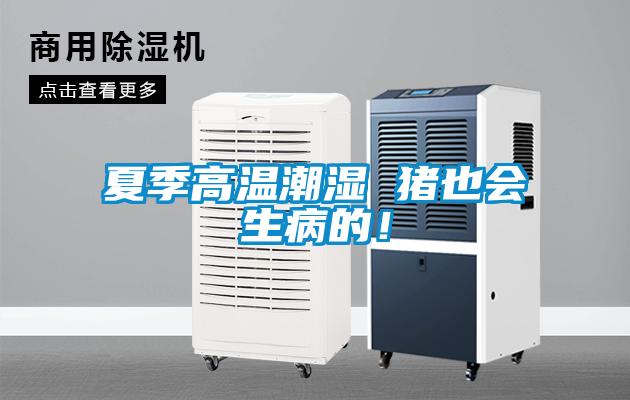 夏季高溫潮濕 豬也會(huì)生病的！