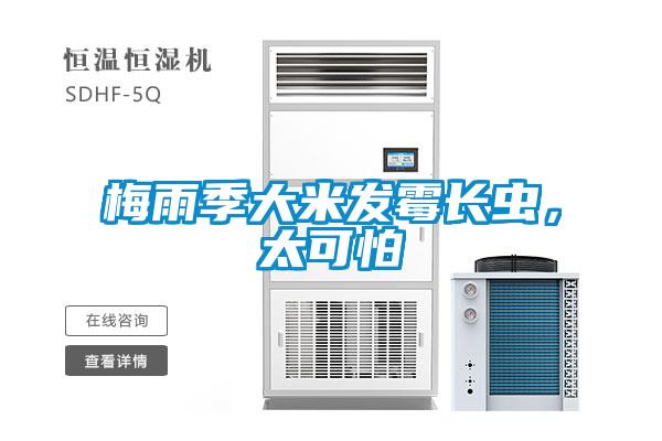 梅雨季大米發(fā)霉長蟲，太可怕