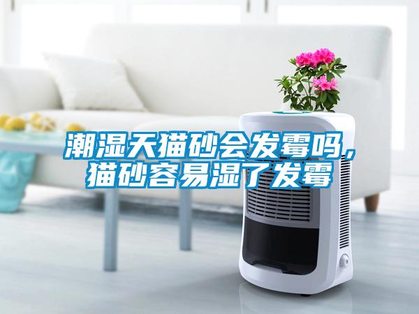 潮濕天貓砂會(huì)發(fā)霉嗎，貓砂容易濕了發(fā)霉