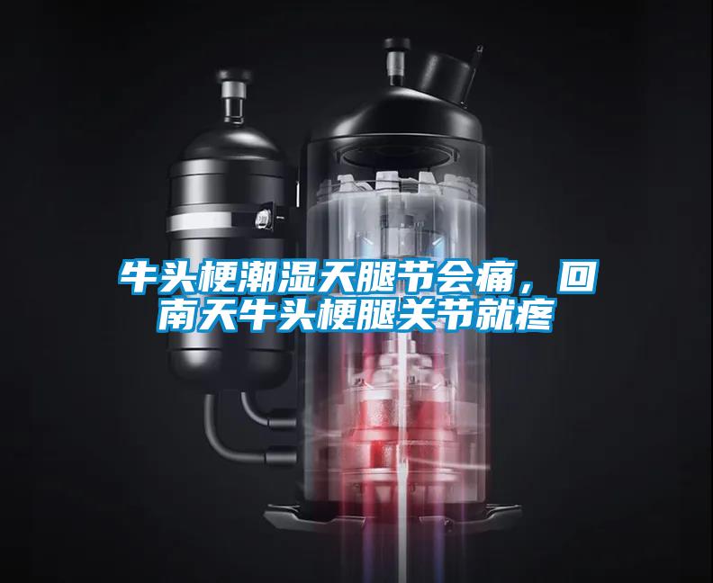 牛頭梗潮濕天腿節(jié)會痛，回南天牛頭梗腿關(guān)節(jié)就疼