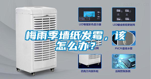 梅雨季墻紙發(fā)霉，該怎么辦？