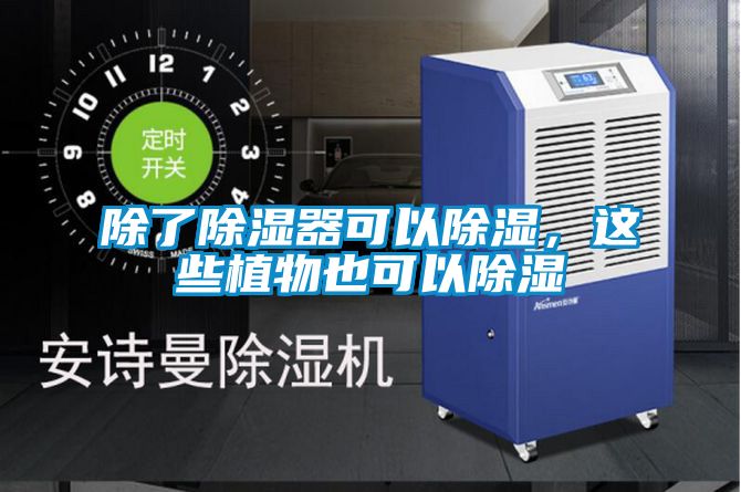 除了除濕器可以除濕，這些植物也可以除濕